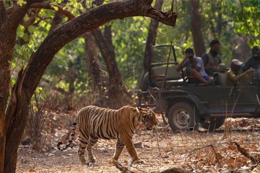 Jim Corbett National Park Tour