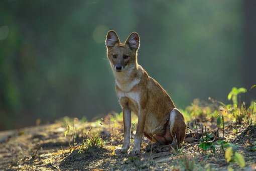 Kanha National Park Tour