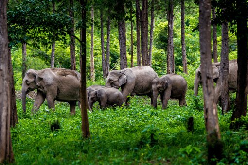 Chitwan National Park