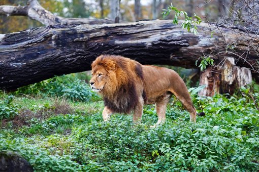 Ranthambore Tiger