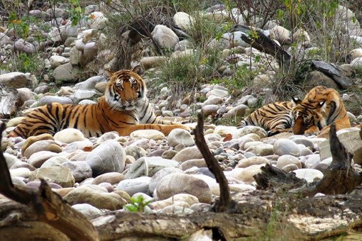 Ranthambore Wildlife