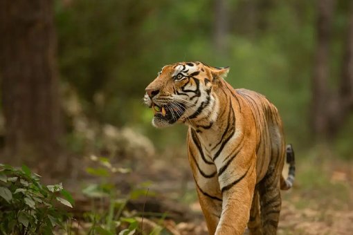Ranthambore Tiger