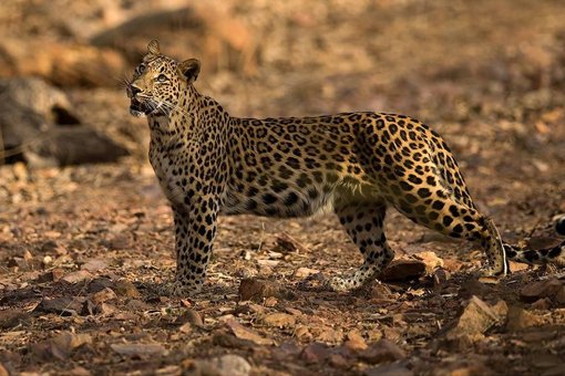 Ranthambore Wildlife