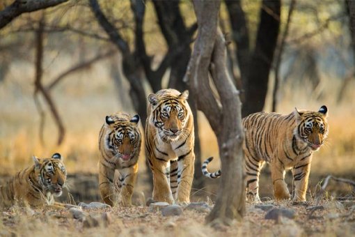 Ranthambore Tour